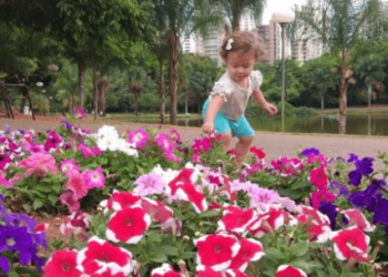 Produção de flores em Goiânia é sustentável