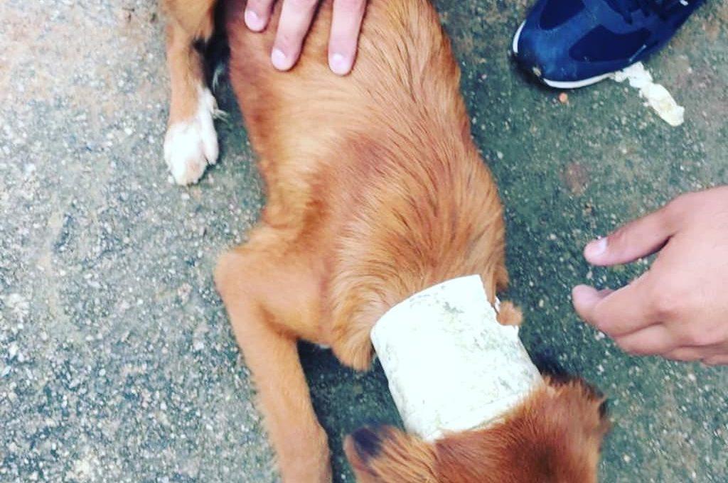 Bombeiros resgatam cachorro preso em cano, em Luziânia