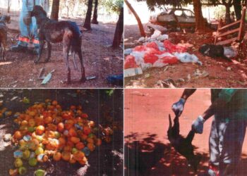 Centro de Zoonoses de Goianésia é acusado de maus-tratos a animais