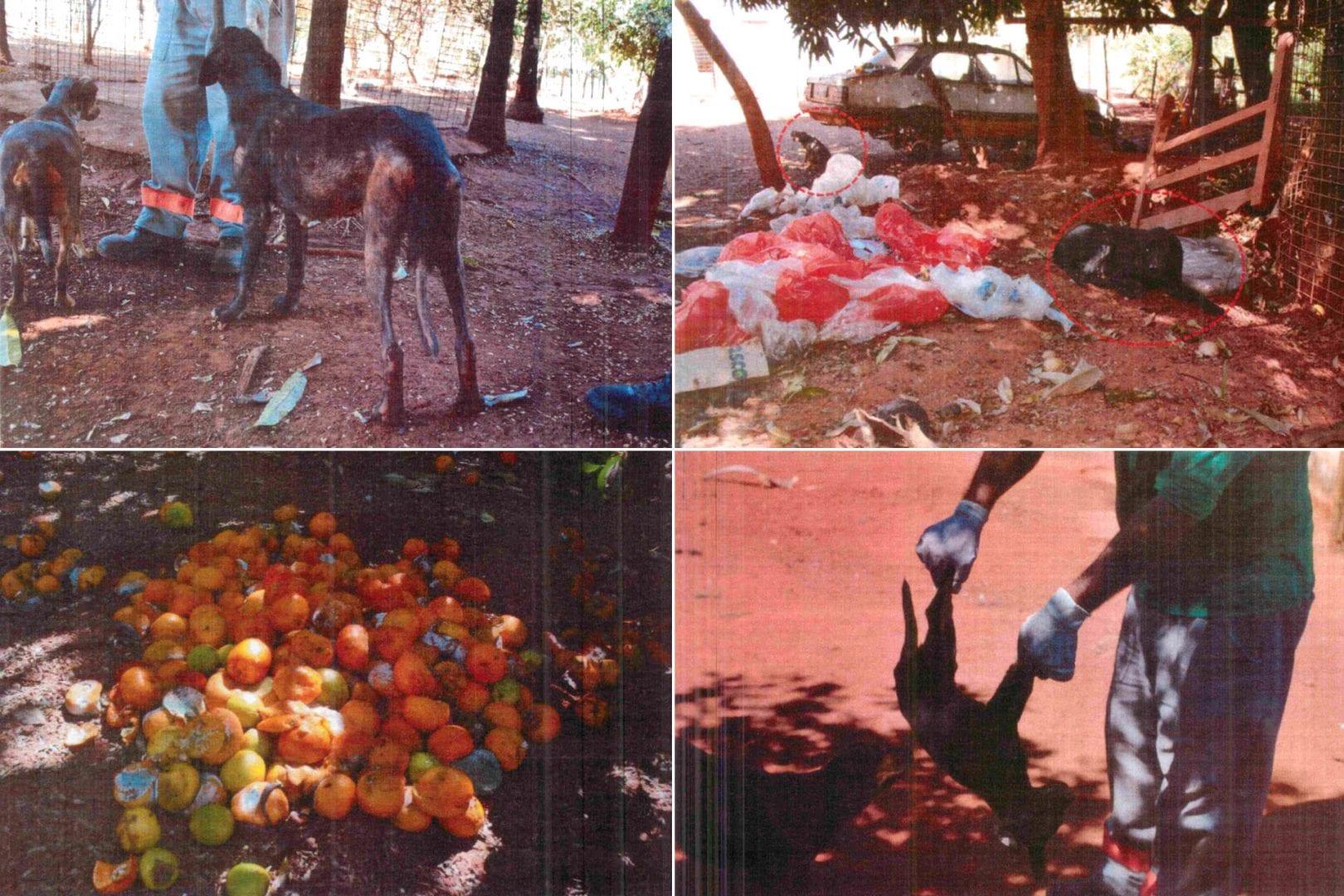 Centro de Zoonoses de Goianésia é acusado de maus-tratos a animais