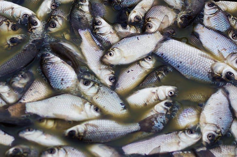 Fortes chuvas causaram morte de peixes no Rio Vermelho, em Aruanã