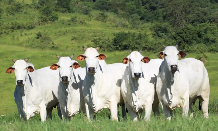 Ladrōes de gado são presos com um bovino abatido, em Mineiros