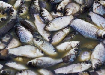 Morte de peixes no Rio Vermelho podem ser devido a grande quantidade de matéria orgânica