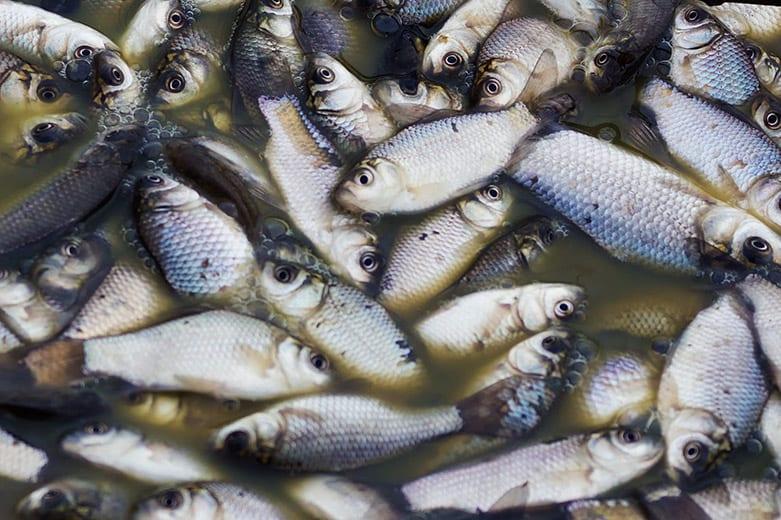 Morte de peixes no Rio Vermelho podem ser devido a grande quantidade de matéria orgânica