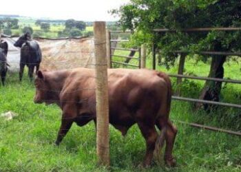 PC recupera touro senepol avaliado em 7 mil que havia sido furtado em Goiás