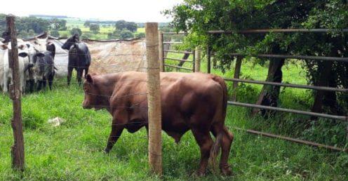 PC recupera touro senepol avaliado em 7 mil que havia sido furtado em Goiás