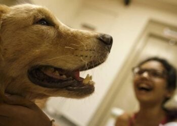 Tramita na Alego projeto que aprova visita de animais a pacientes, em Goiás