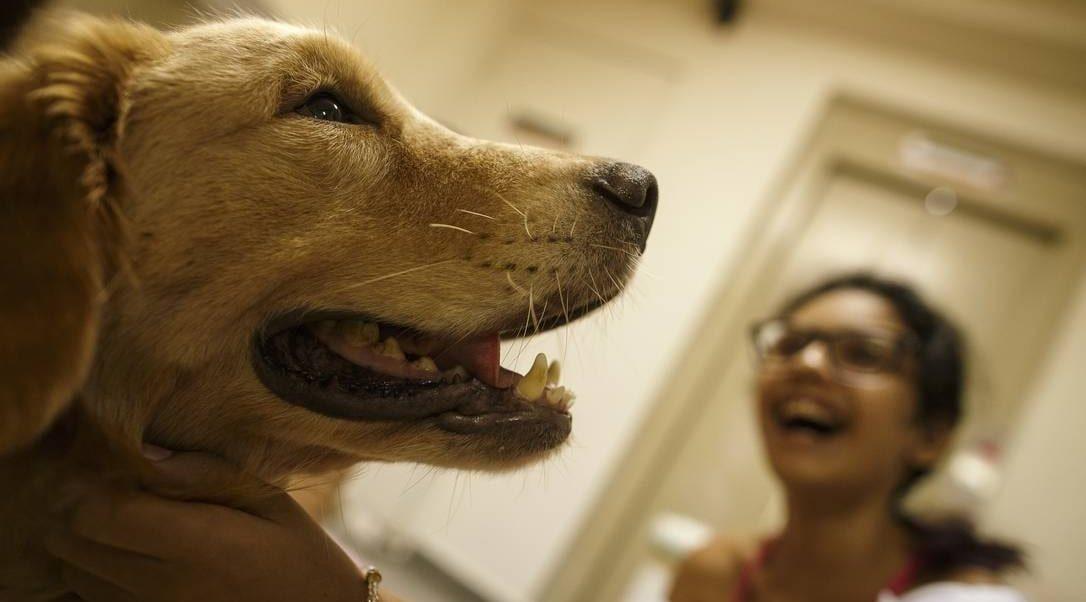Tramita na Alego projeto que aprova visita de animais a pacientes, em Goiás