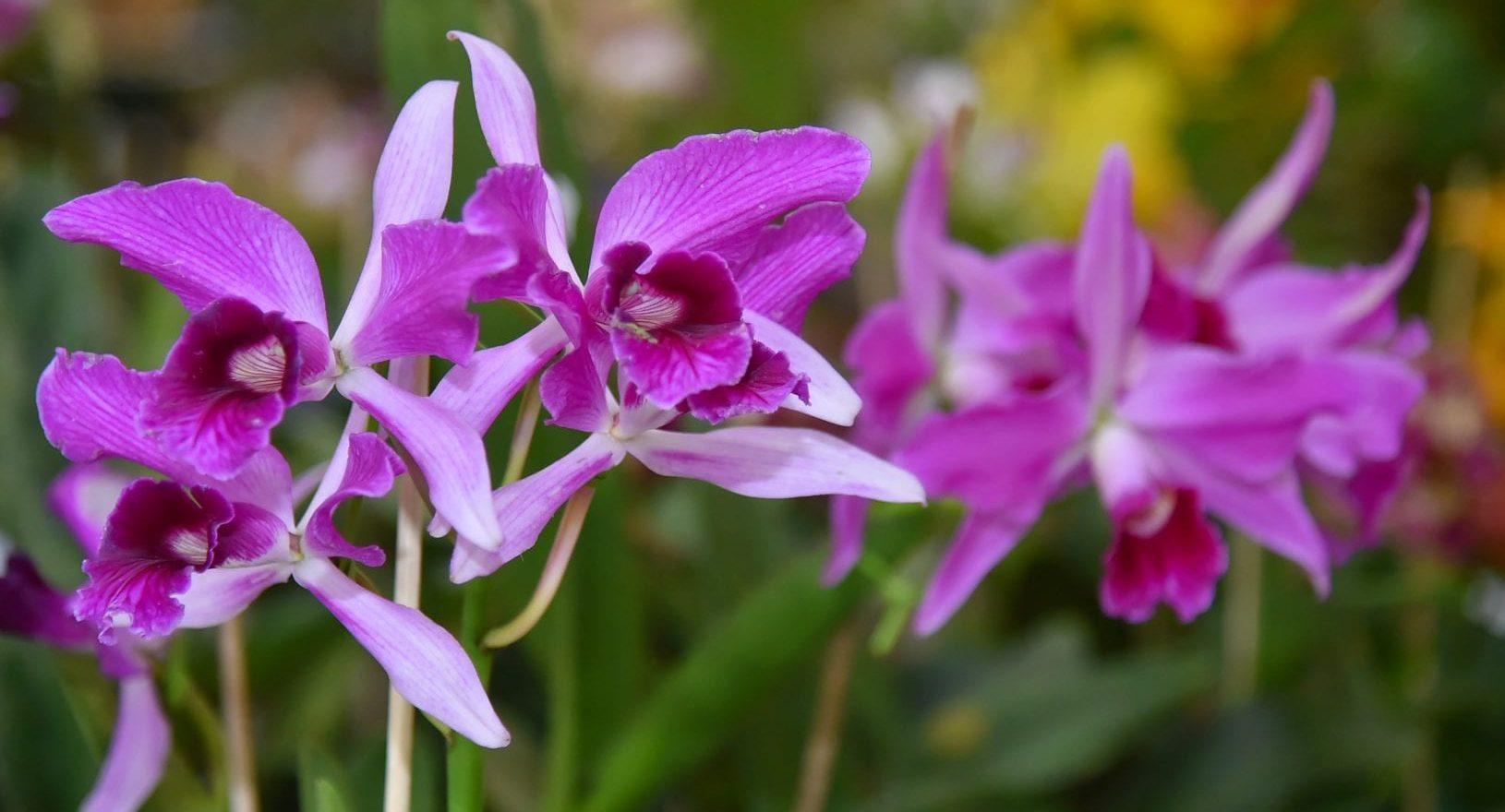 13ª Exposição de Orquídeas e Rosa do Deserto é realizada neste fim de semana