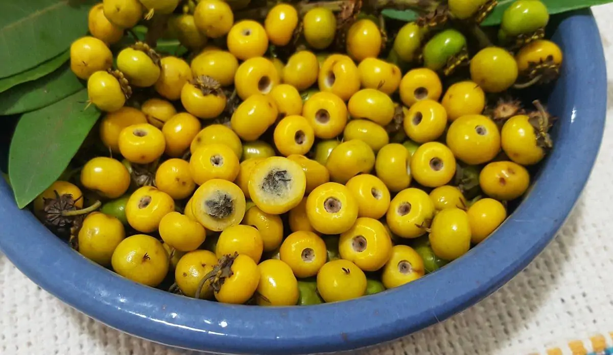 Frutas Do Cerrado Que Você Precisa Conhecer E Experimentar Dia Online 6863