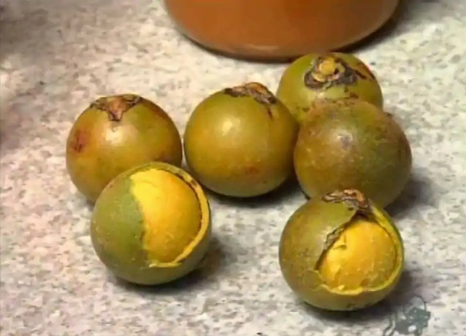10 Frutas típicas do cerrado - ABRAFRUTAS
