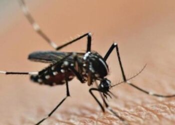 Secretaria de Saúde de Aparecida de Goiânia alerta para a necessidade de combate ao Aedes aegypti