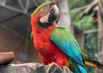 Prefeitura realiza live no Zoológico de Goiânia
