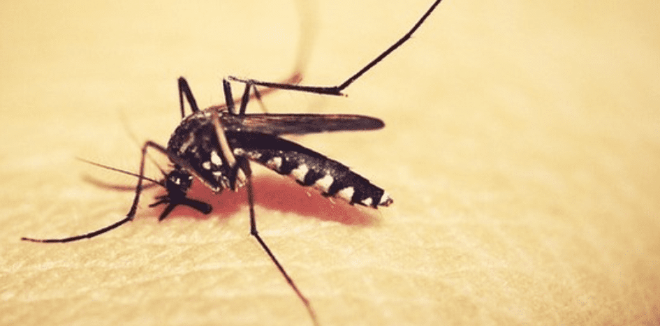 Casos de dengue em Goiás têm queda de quase 50% em relação ao ano passado