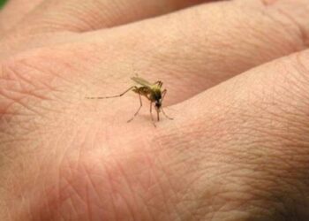 Fiocruz retoma projeto com mosquitos que combatem a dengue