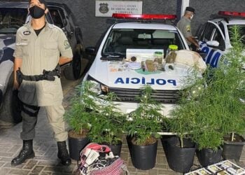 Homem é preso ao ser flagrado com plantação de maconha, em Goiânia