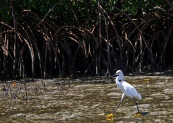 Conselho aprova extinção de regras que protegem manguezais e restingas