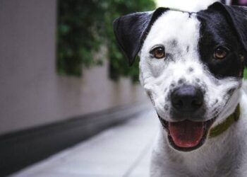 Governo publica lei que aumenta penas de maus-tratos contra cães e gatos