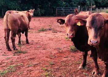 PM desarticula quadrilha especializada em golpes e furto de gado em Goiás