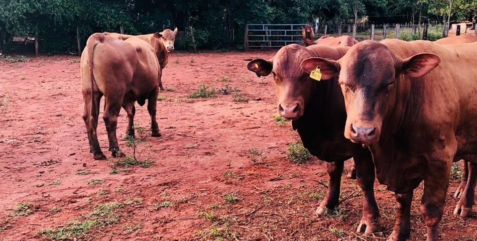 PM desarticula quadrilha especializada em golpes e furto de gado em Goiás