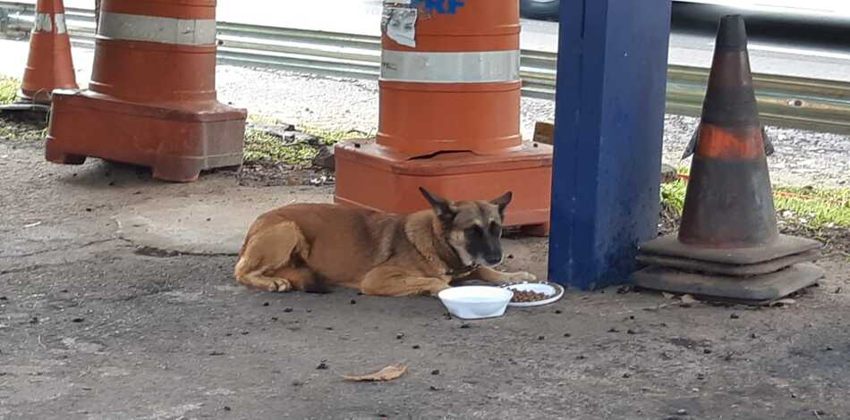 PRF procura dono de cadela que apareceu em um posto policial do Jardim Guanabara