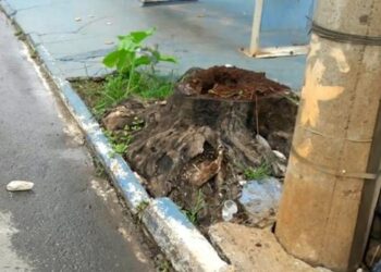Idosa é atropelada por ônibus após tropeçar em tronco de árvore, em Goiânia