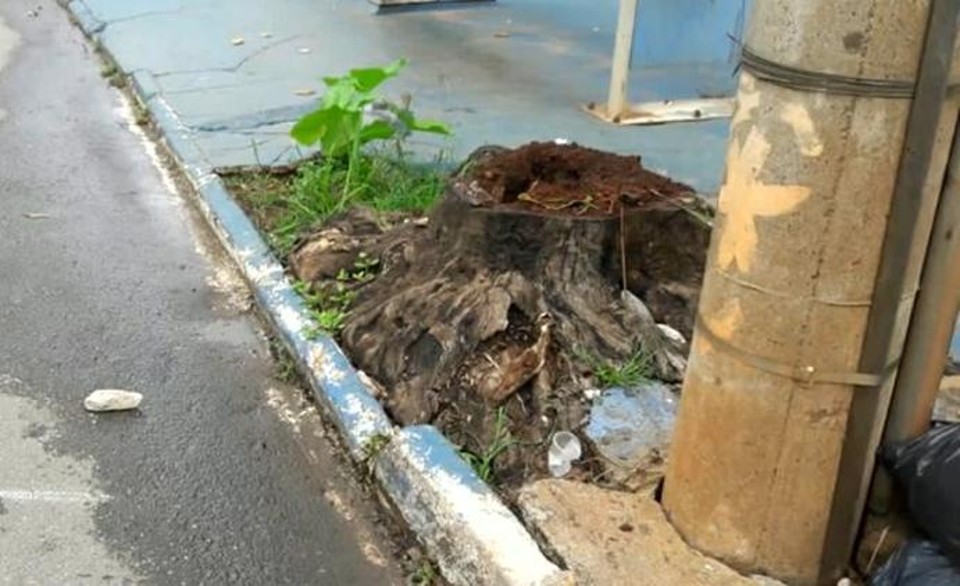 Idosa é atropelada por ônibus após tropeçar em tronco de árvore, em Goiânia