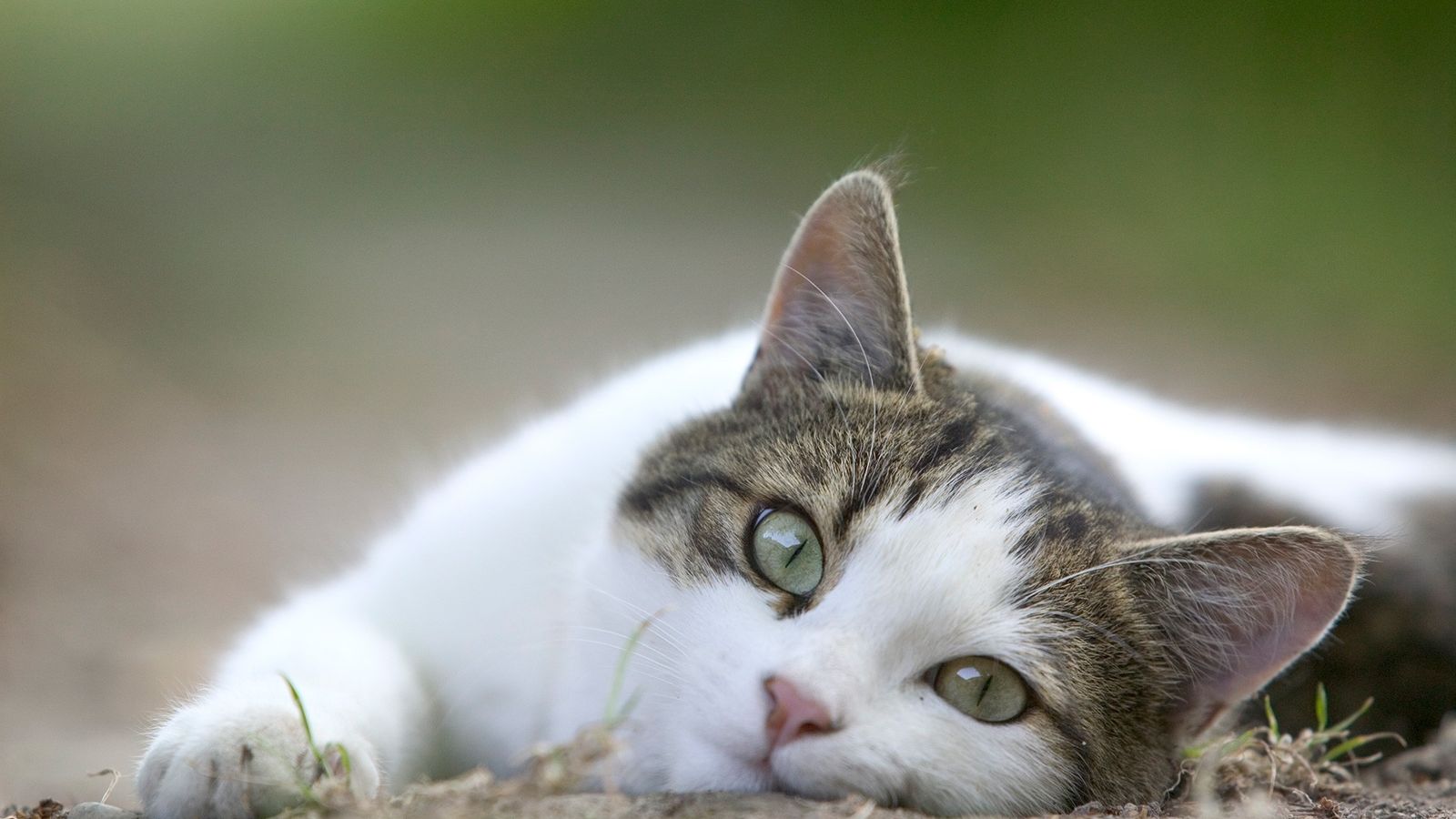 Antes de morrer por raiva, gato morde 5 pessoas em Goiânia, diz Agrodefesa