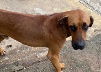 Homem é preso pela segunda vez por maus-tratos contra animais, em Goiânia