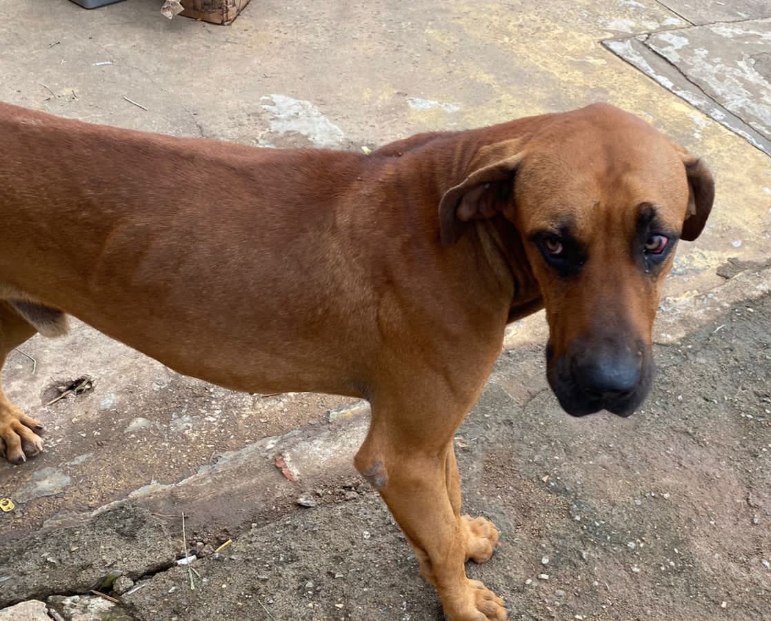 Homem é preso pela segunda vez por maus-tratos contra animais, em Goiânia