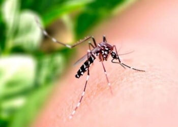 Caldas Novas cria força-tarefa para enfrentar aumento de casos de dengue na cidade