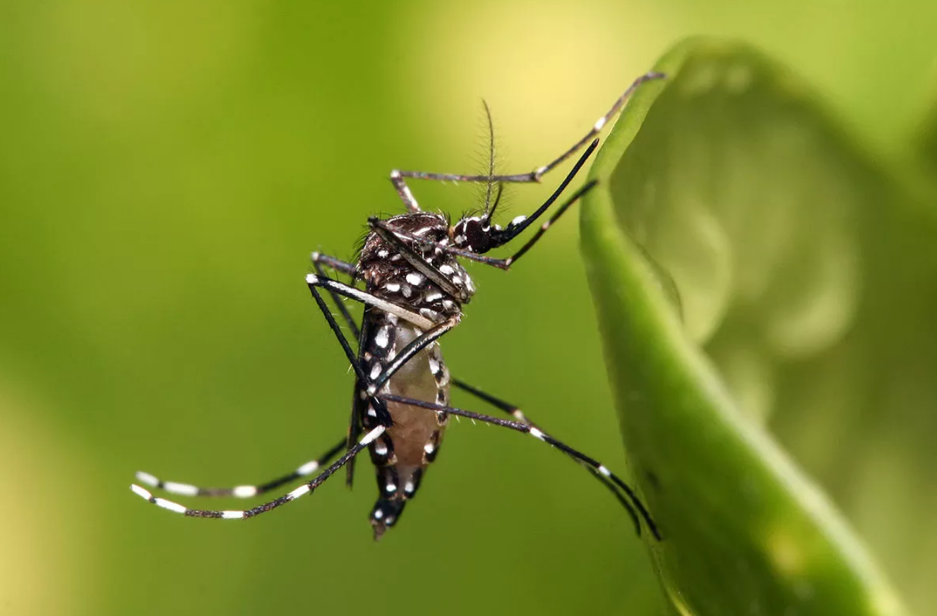 Caldas Novas decreta estado de emergência em saúde pública causado pela dengue