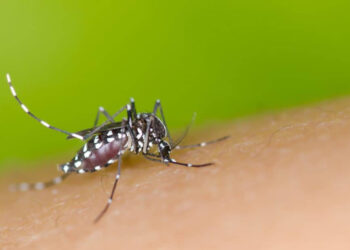 Dengue, Zika e Chikungunya: saiba quais são as diferenças e sintomas de cada doença