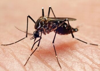 Fiscalização aponta foco de dengue em 28% dos imóveis vistoriados, em Goiânia