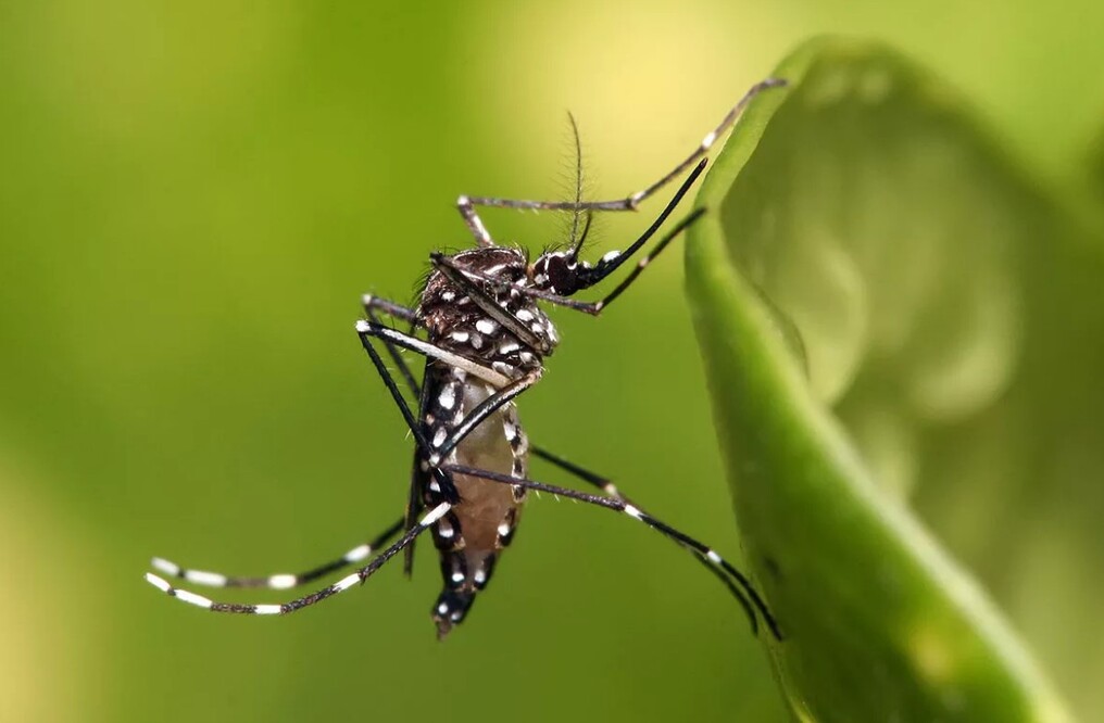 Dengue: exames utilizados no diagnóstico da doença causada pelo Aedes aegypti