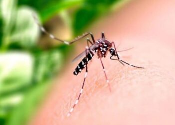 Em apenas 5 meses, Brasil supera número de mortes por dengue registrados em 2021