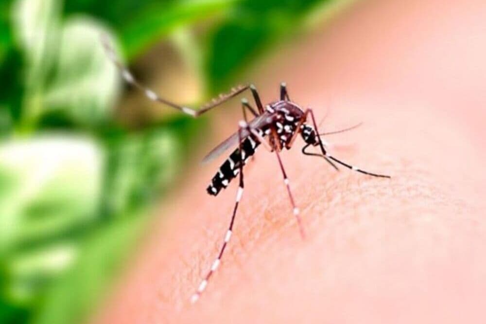 Em apenas 5 meses, Brasil supera número de mortes por dengue registrados em 2021