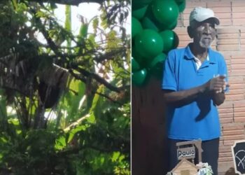 Idoso morre após ser atacado por abelhas enquanto limpava lote, em Teresina de Goiás
