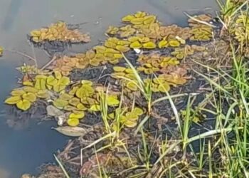 PC investiga surgimento de plantas flutuantes no lago do Jardim Botânico, em Goiânia