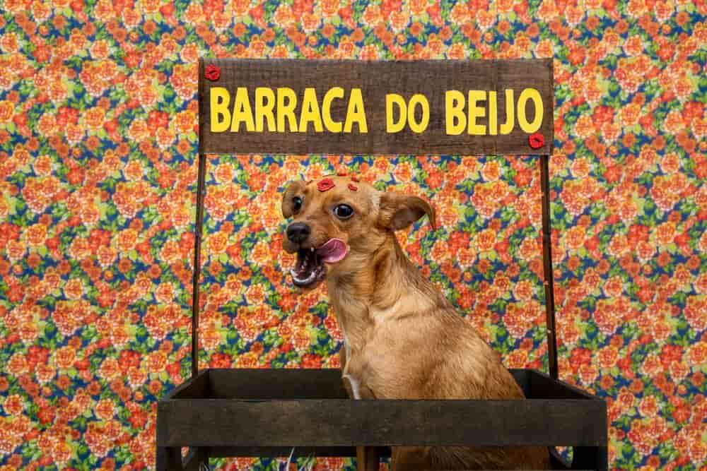 'Cãodrilha': festa junina para pets de graça em Goiânia