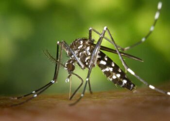 Cepa Cosmopolita: Goiás tem duas mortes confirmadas pela variante da dengue