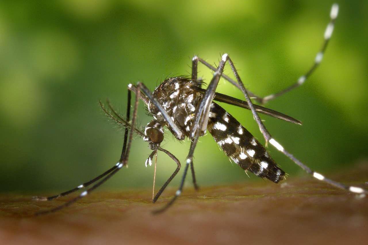 Cepa Cosmopolita: Goiás tem duas mortes confirmadas pela variante da dengue