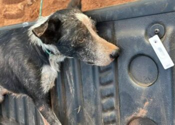 Mulher diz que cão doente que seria sacrificado foi abandonado em aterro, em Porangatu