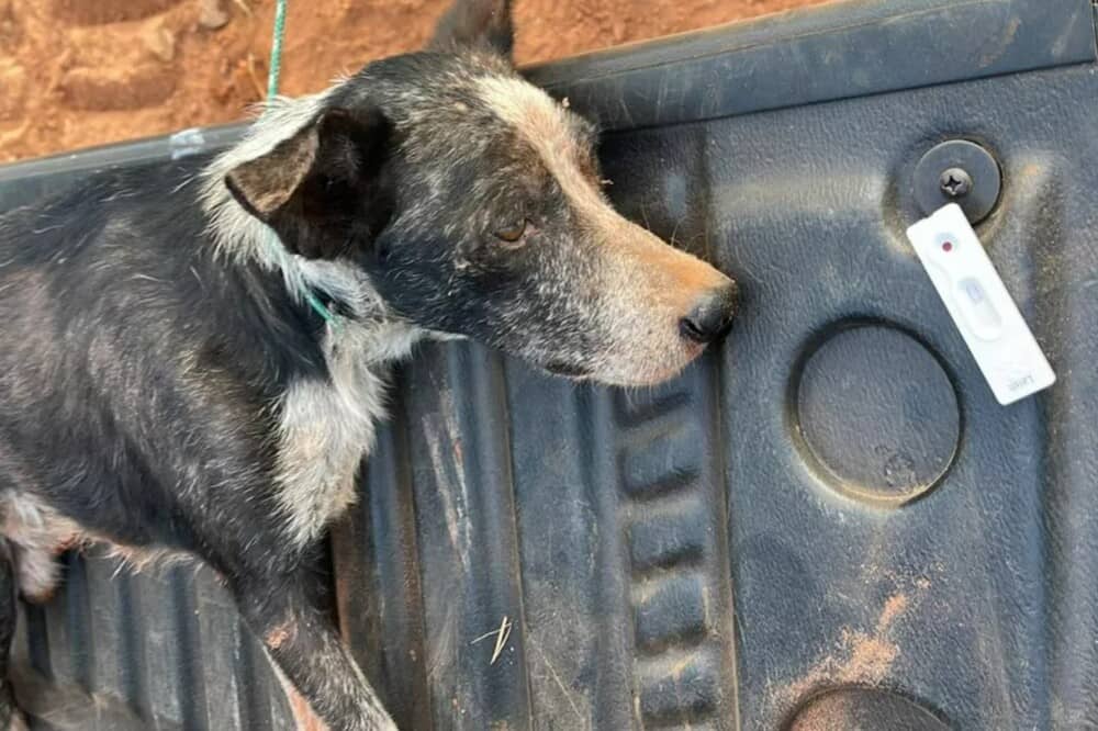 Mulher diz que cão doente que seria sacrificado foi abandonado em aterro, em Porangatu