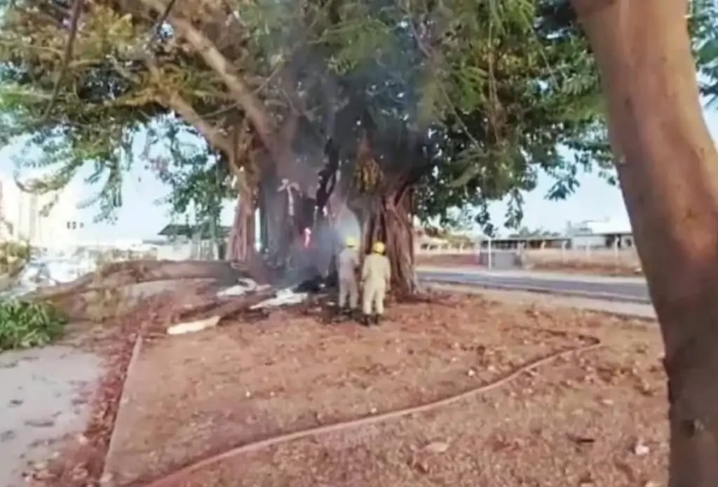 Gameleira considerada como patrimônio histórico de Goiânia é incendiada