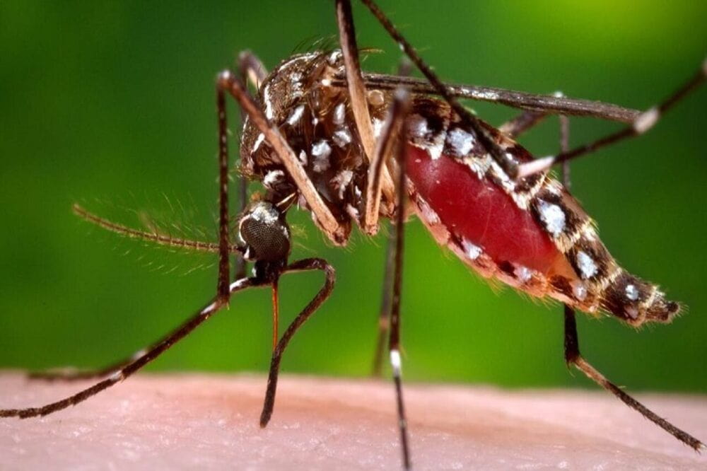 SES confirma primeira morte por Chikungunya em Goiás, neste ano de 2022