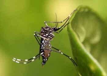 Dengue: casos e mortes disparam no Brasil mesmo durante inverno 
