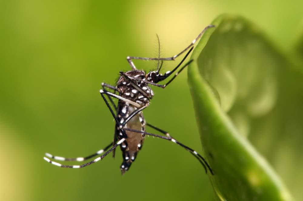 Dengue: casos e mortes disparam no Brasil mesmo durante inverno 