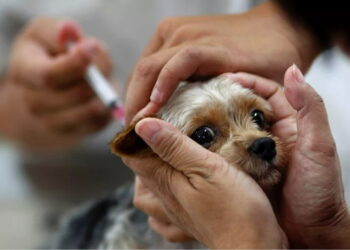 SMS de Aparecida de Goiânia inicia Campanha de Vacinação Antirrábica