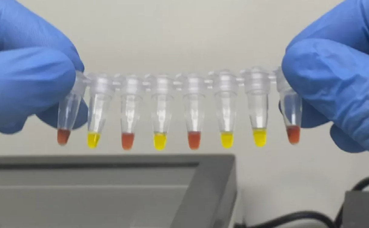 Teste rápido para detecção da varíola dos macacos é desenvolvido pela UFG